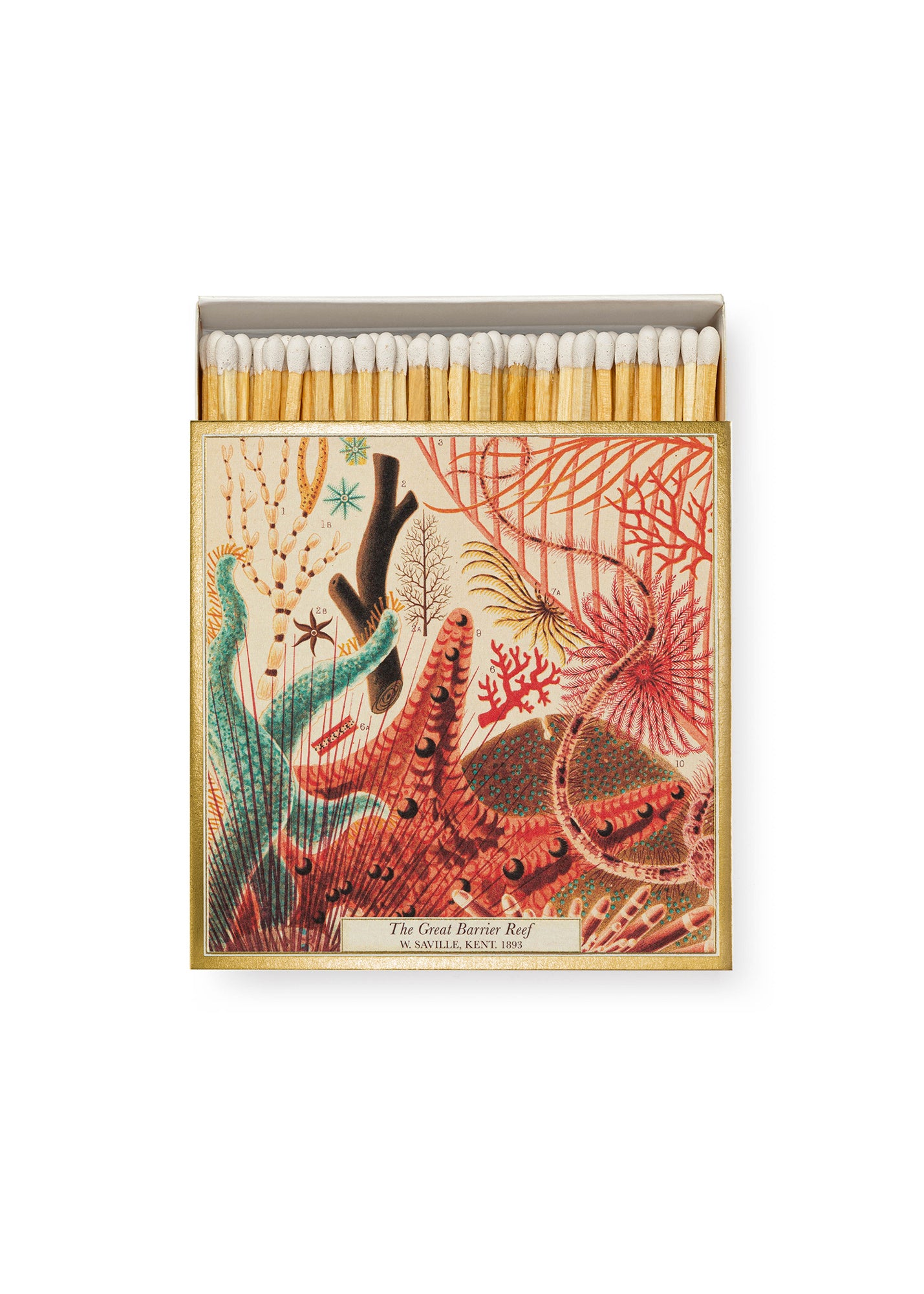 Archivist Gallery Barrier Reef Koraal Lucifers Matches
