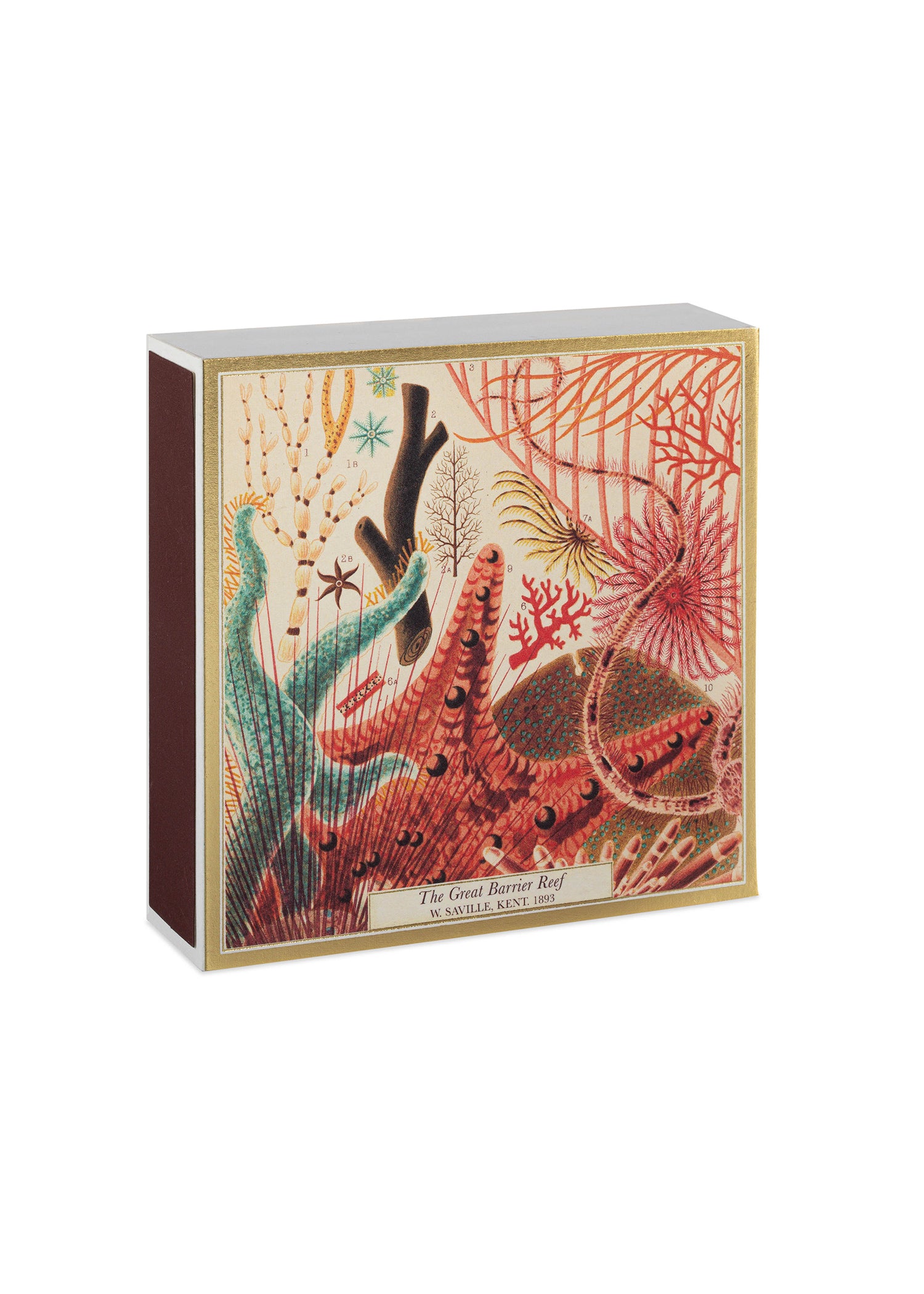Archivist Gallery Barrier Reef Koraal Lucifers Matches